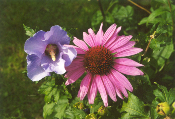 Echinacea purpurea und Hibiscus, LGS Bad Zwischenahn, Sommer 2002