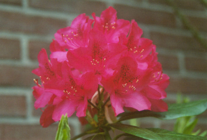 Rhododendron, privater Hausgarten, Oldenburg, Mai 2002