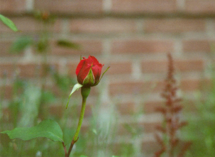 Zierrose, privater Hausgarten, Oldenburg, Juni 2001