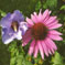 Echinacea purpurea und Hibiscus